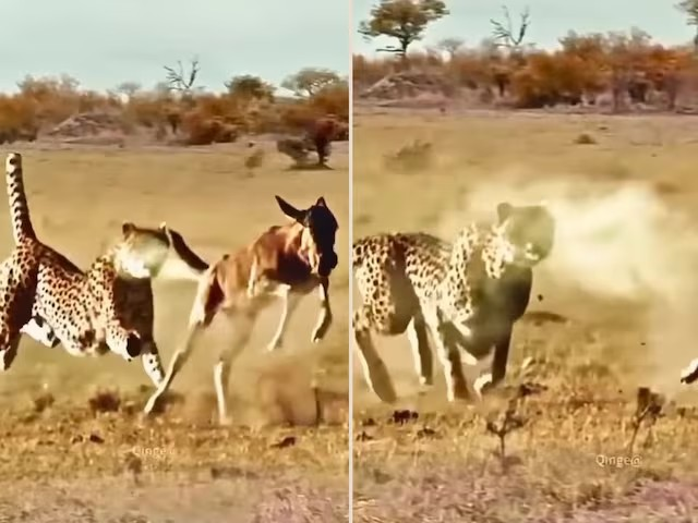 Cheetah vs Foul Smell Video