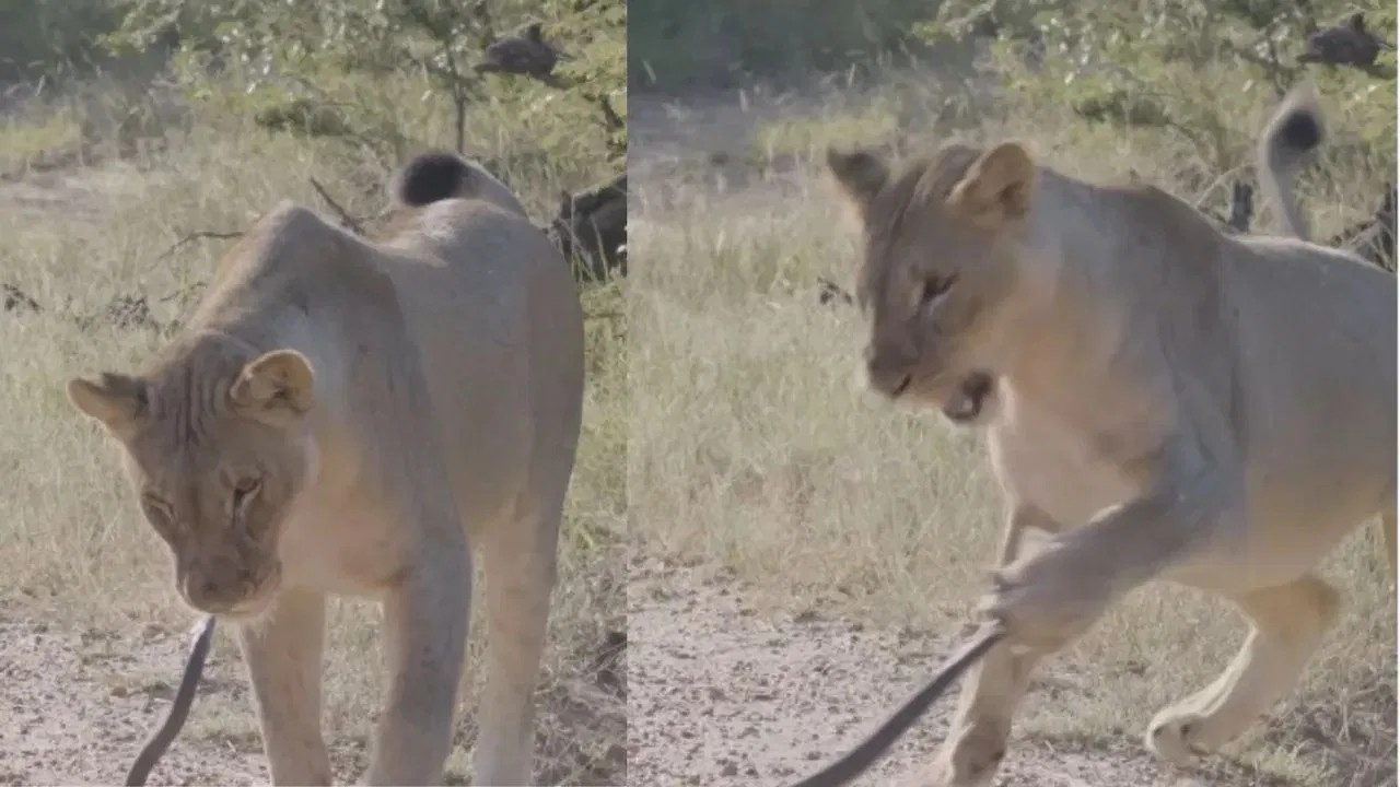 Lion And Black Mamba Fight Video