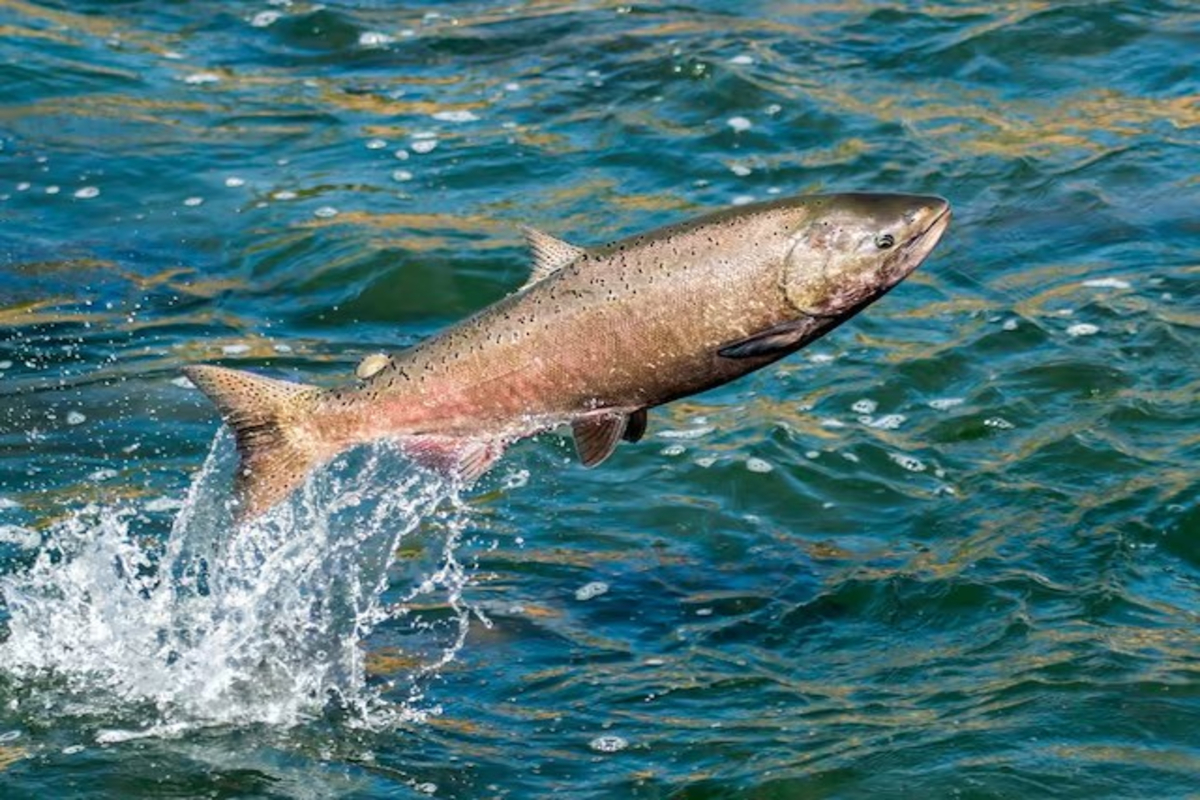 Salmon Speed Boosted by Painkillers