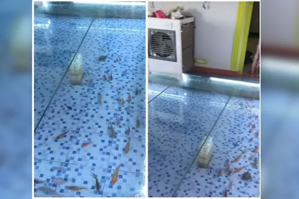 Room Turned Into Fish Aquarium