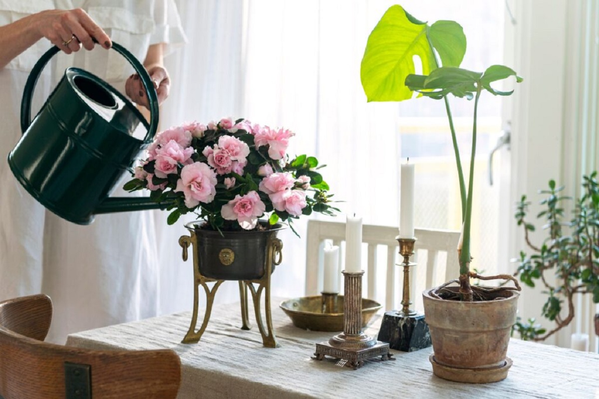Summer Plant Care