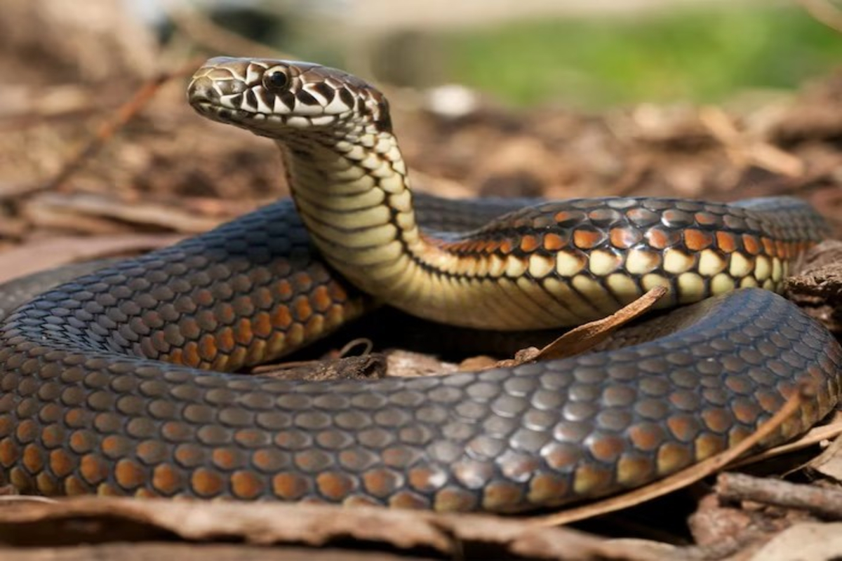 Land of Snakes