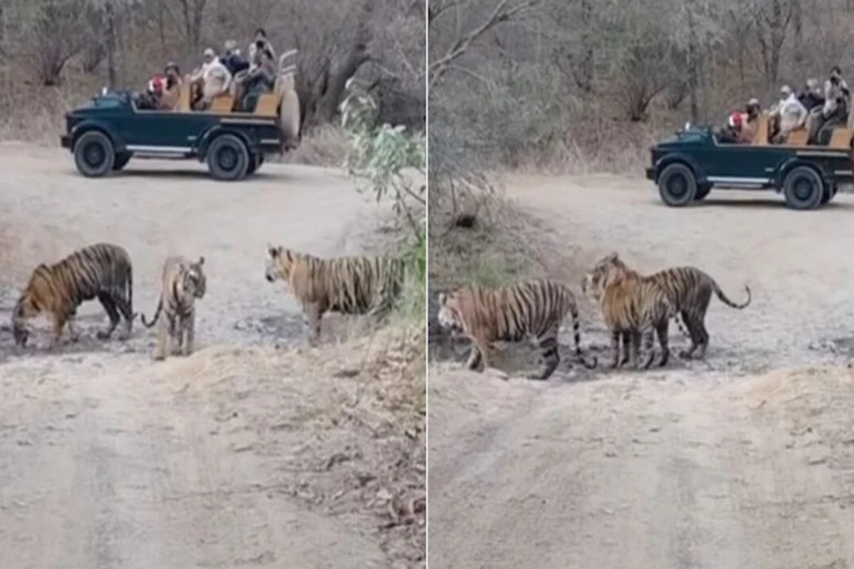 Tigers Play Near Jeep Video