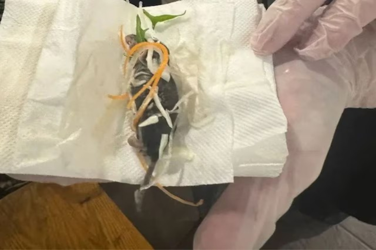 Dead Rat Found in Womans Food