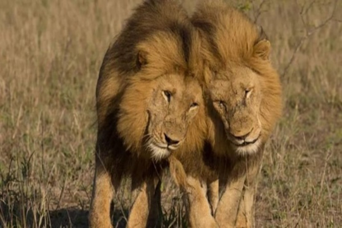 Census of Asiatic lions
