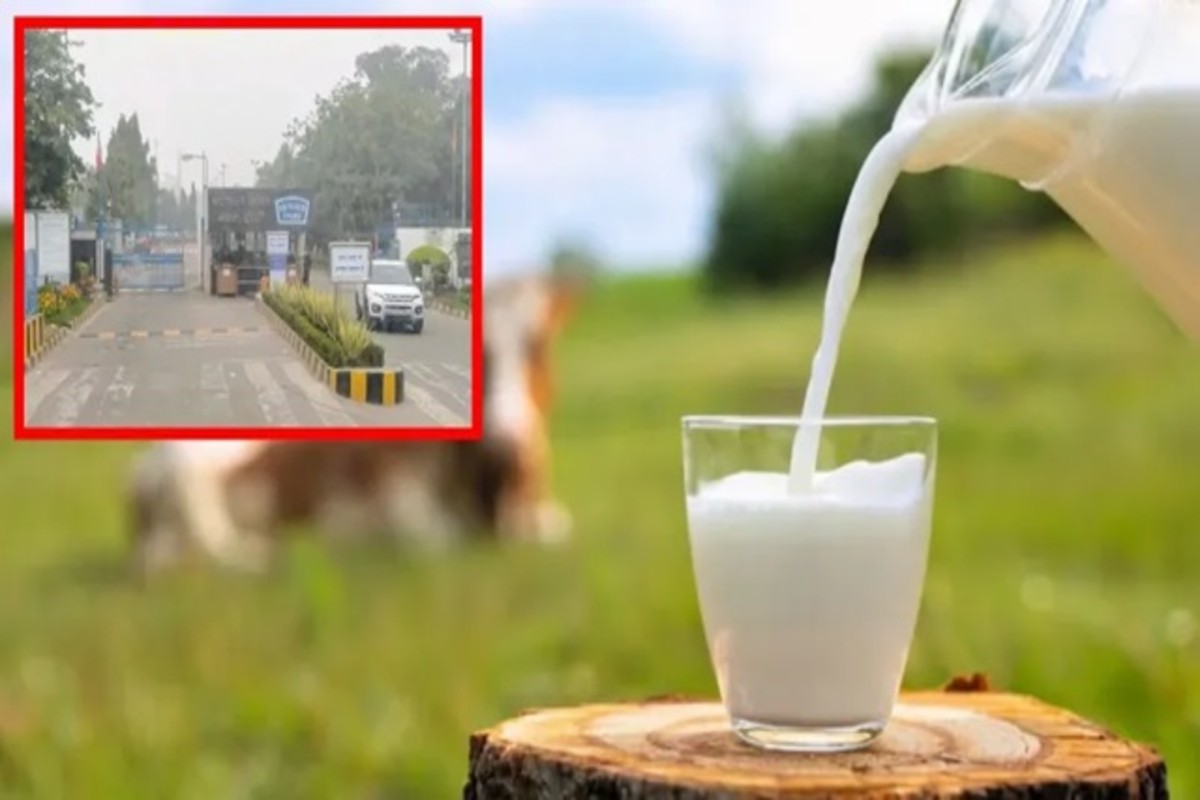 mother dairy in gujarat
