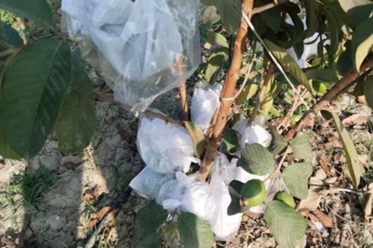 Fruit Wrapping Technique for Better Yield