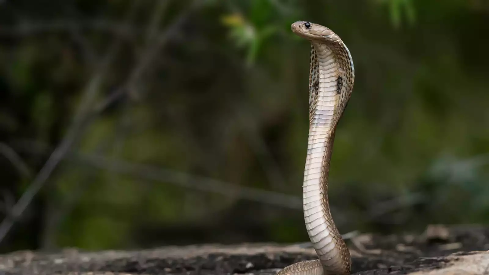 Snake Facts