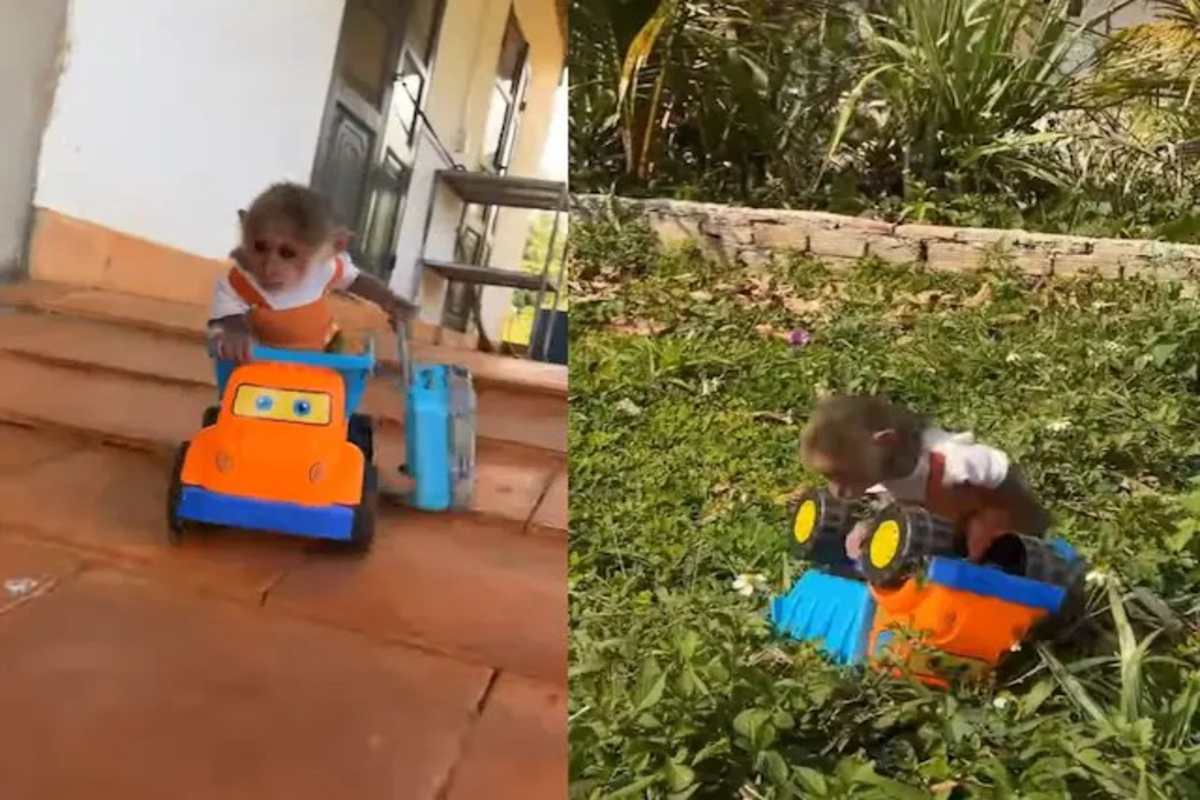 Cute Monkey Viral Video