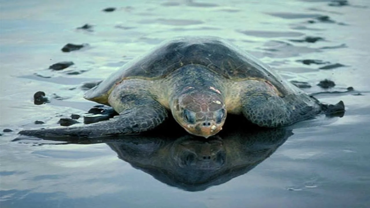 tortoise.1