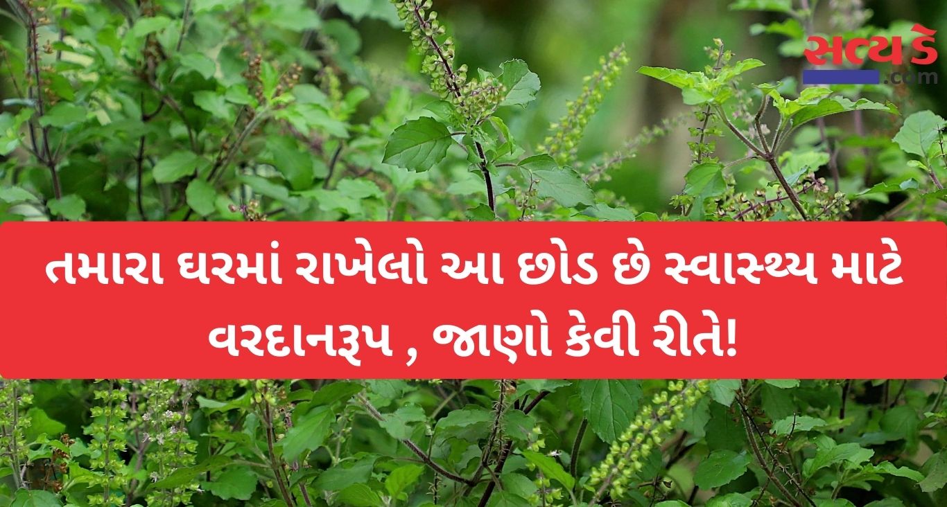 tulsi