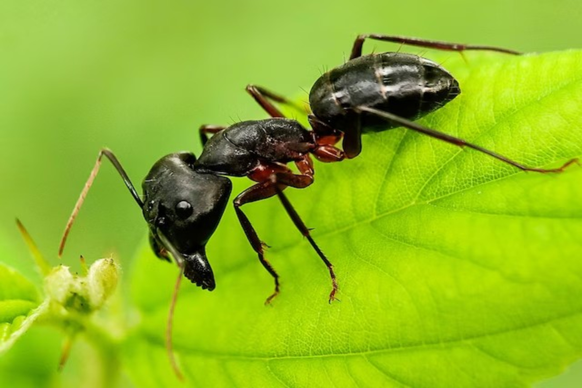 Carpenter Ants Exhibit Healing Ability