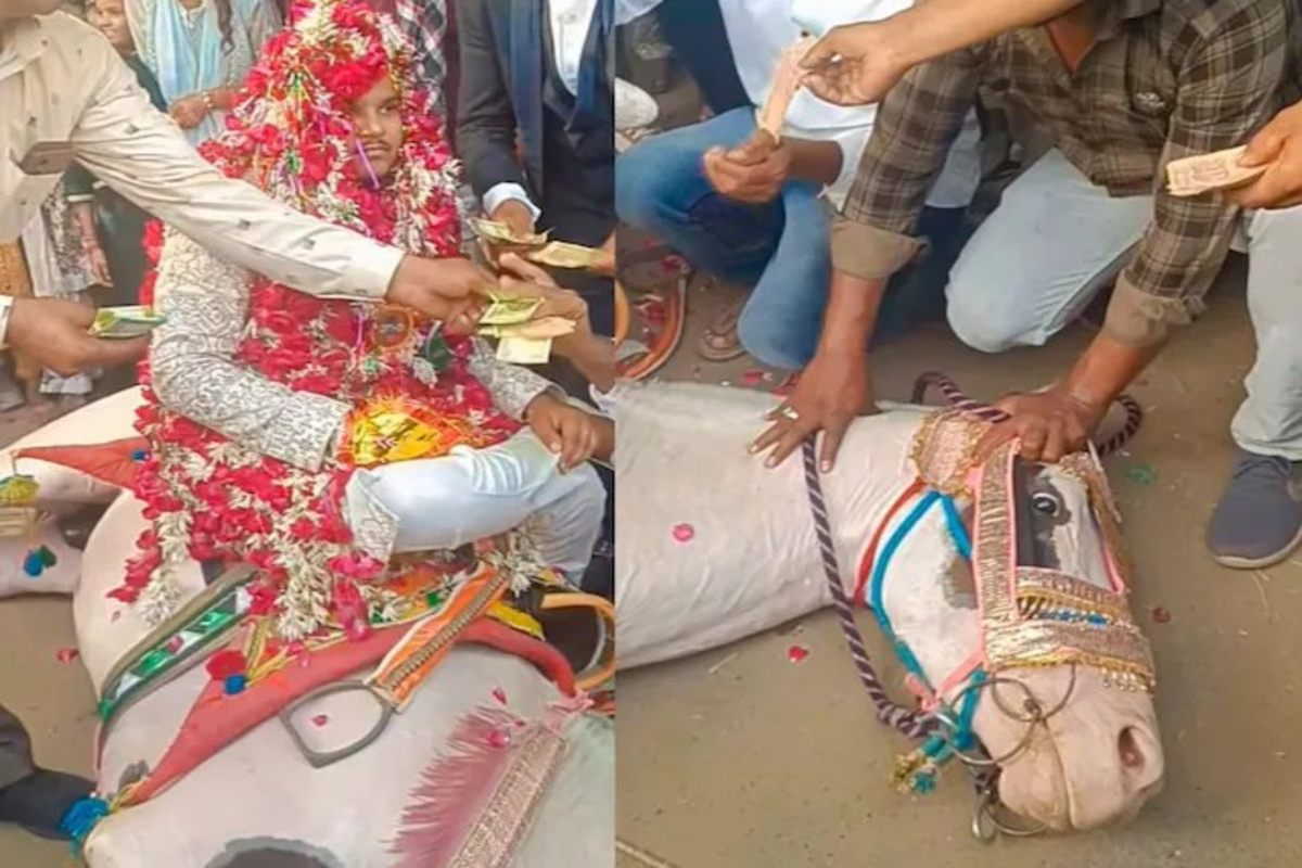 Groom Sits on Lying Horse Video