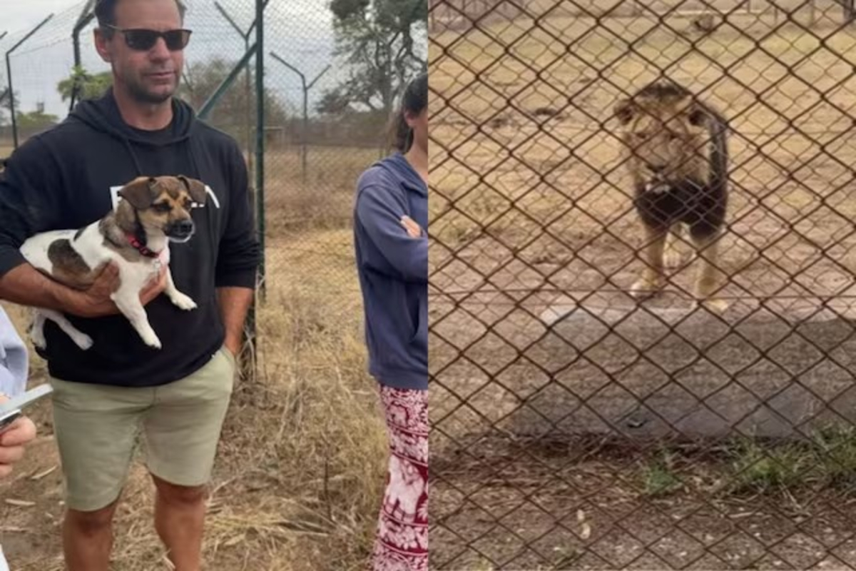 Dog growls at lion viral video