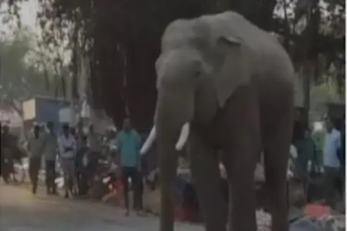 Elephant Steals Flour in Haridwar Video