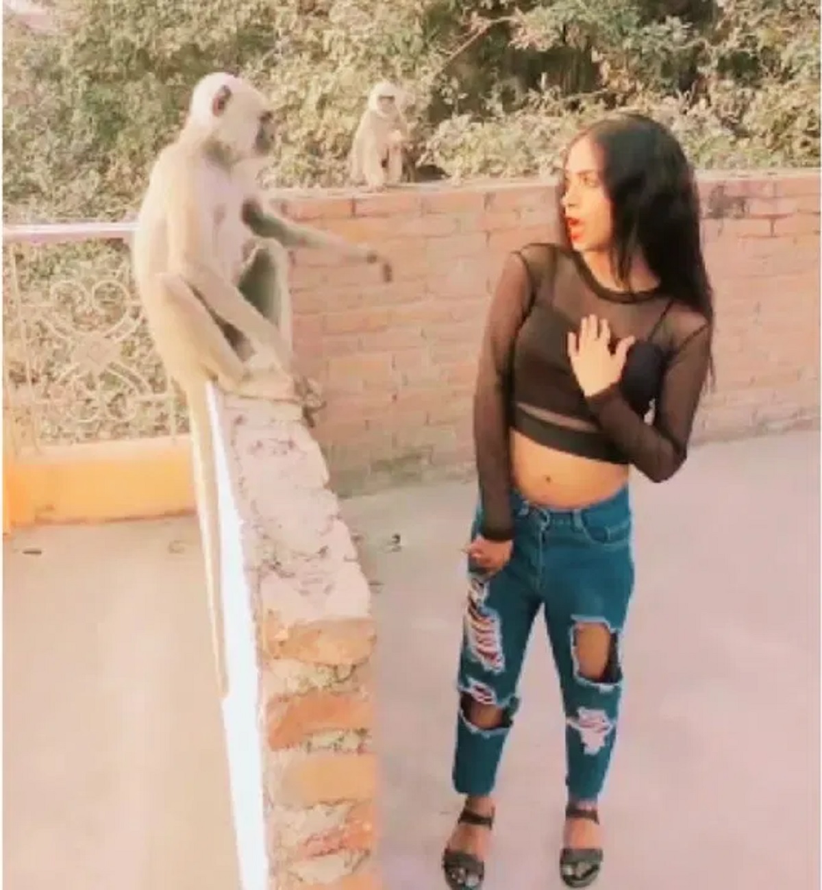 Monkey Grabs Girls Hair