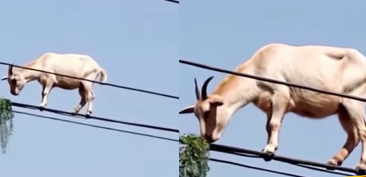 Goat Climbed on a Electric Wire