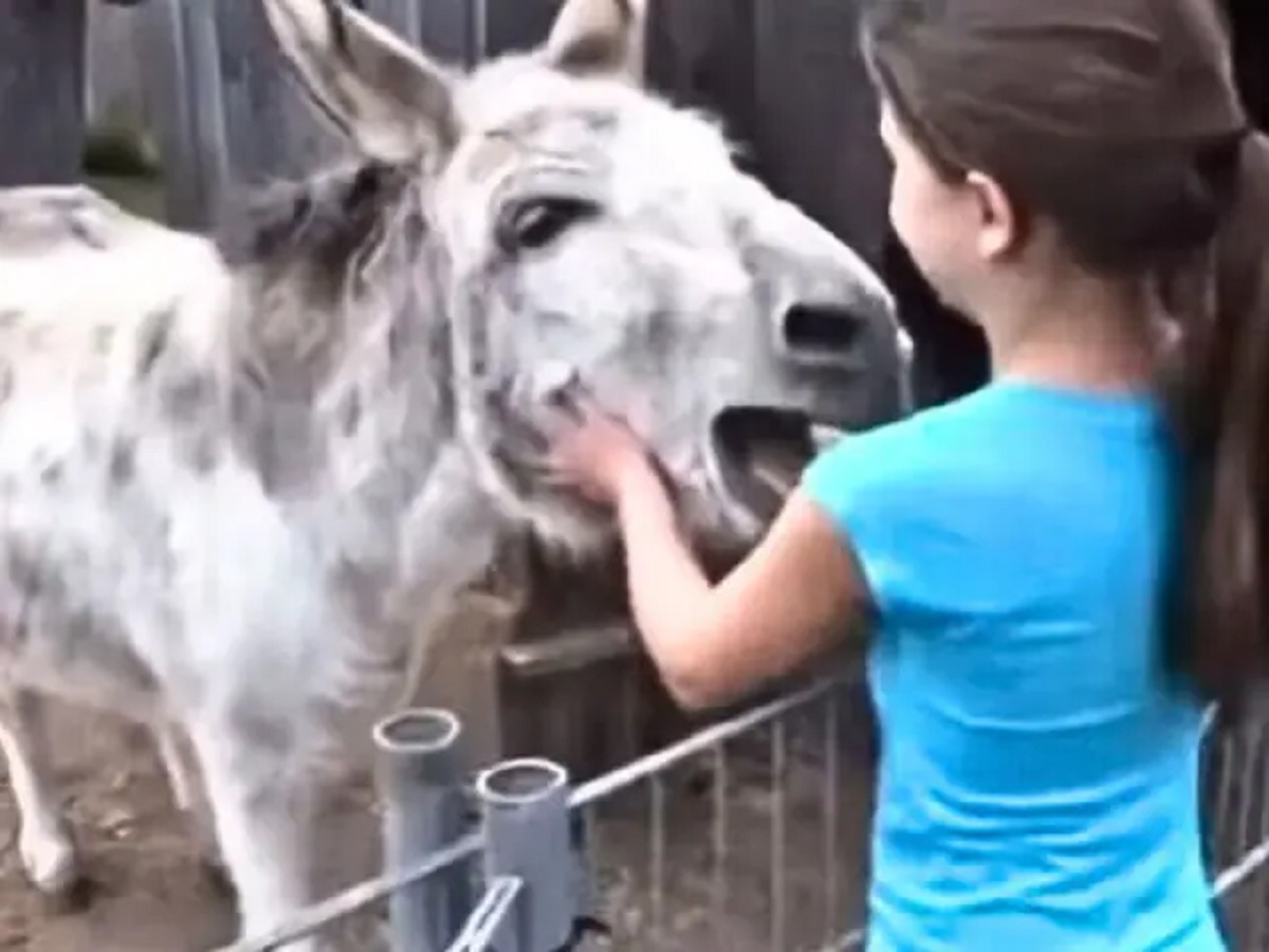 Donkey and Girl Emotional Video