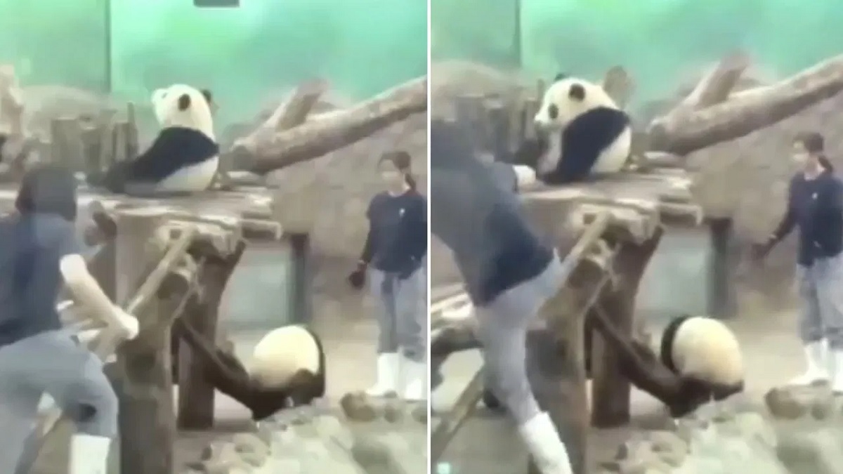 Panda Tries Escape From Bathing