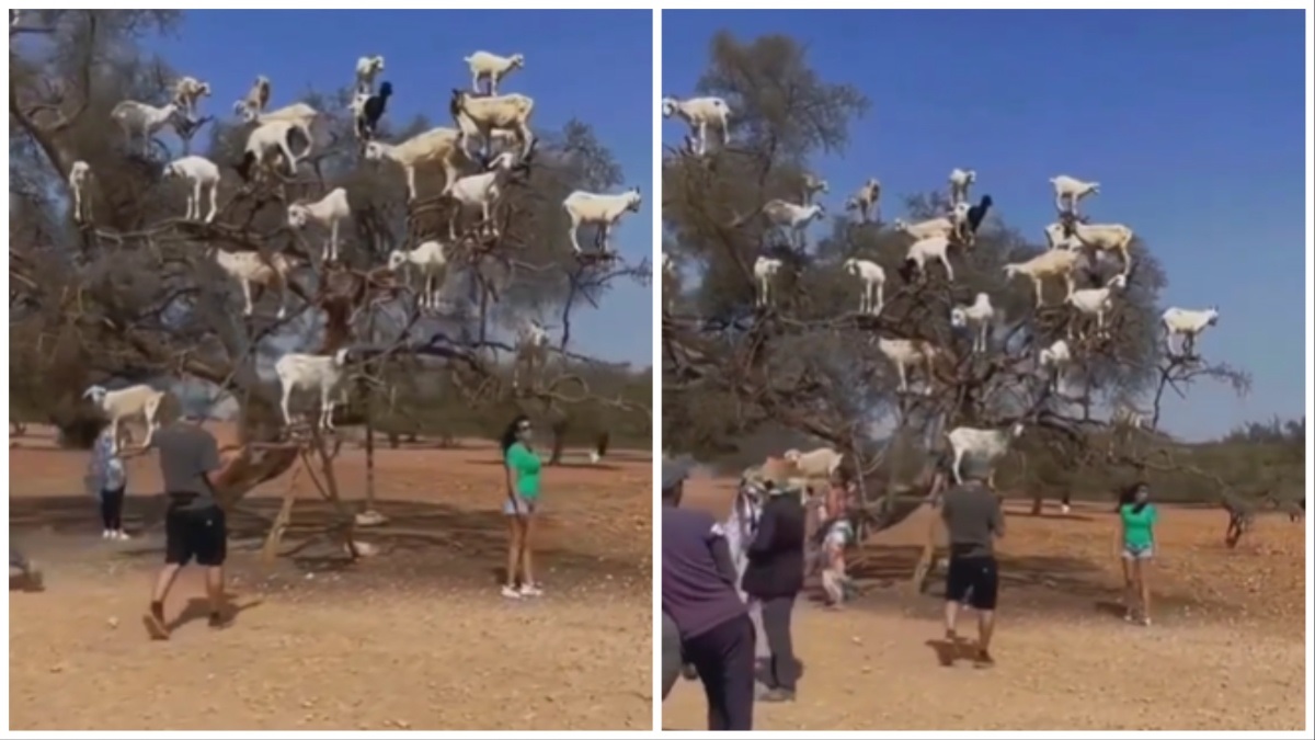 Goats On Argania Tree