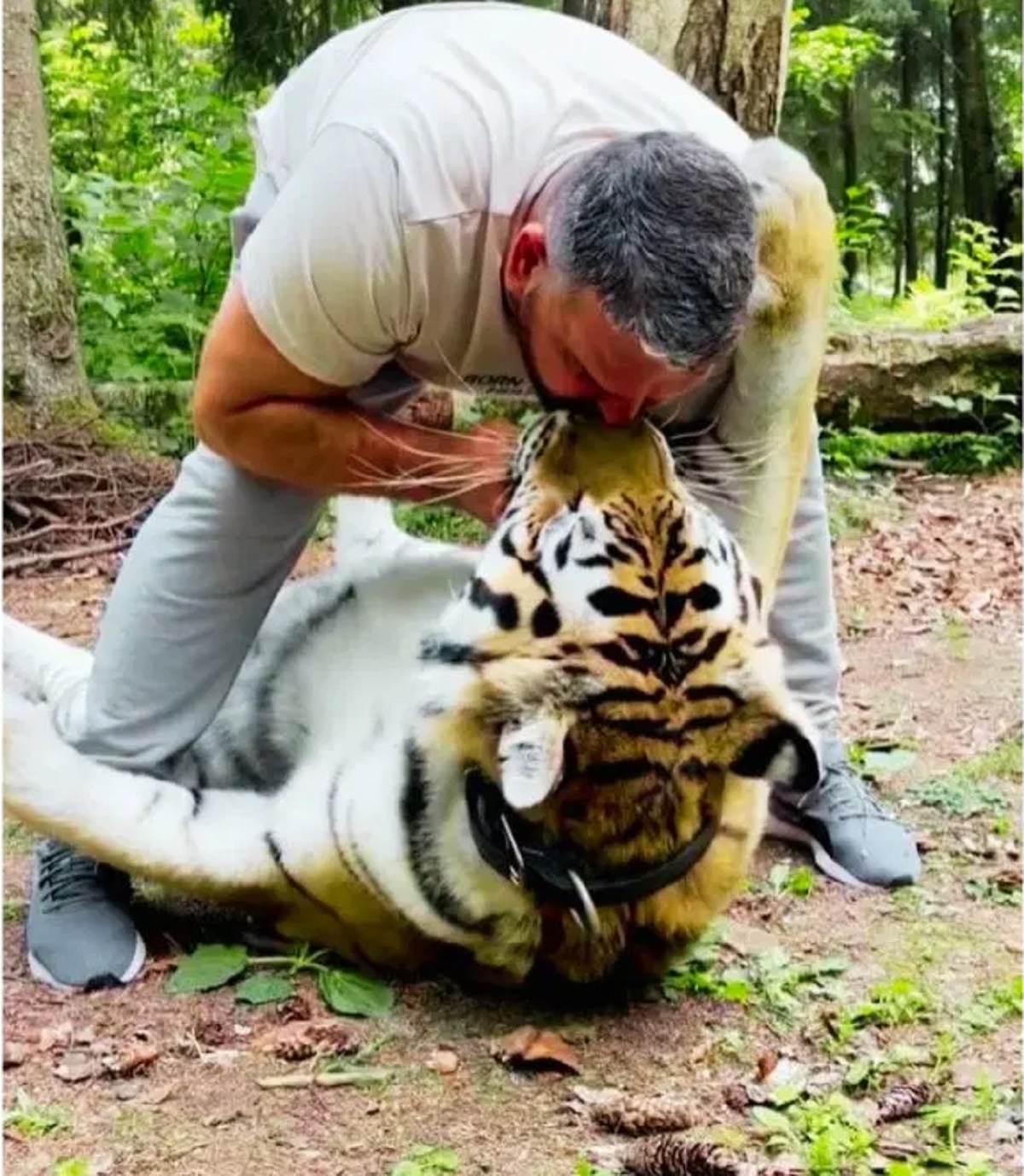 Man Started Kissing Tiger
