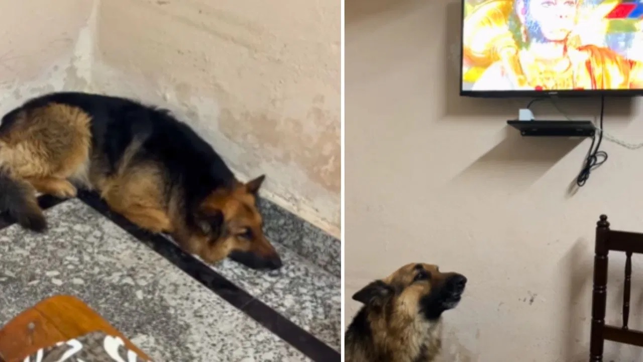 Dog Reaction On Hanuman Chalisa