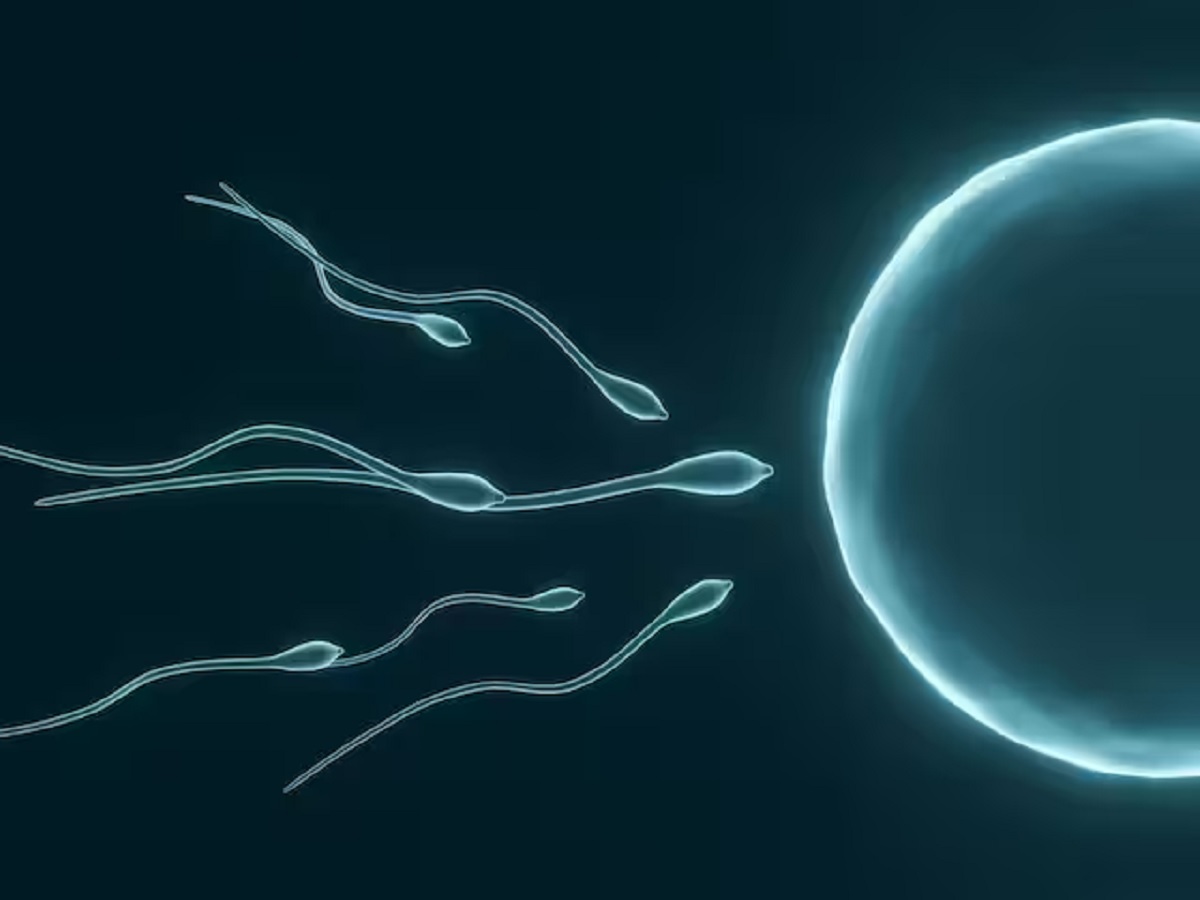World First Sperm Race Organised
