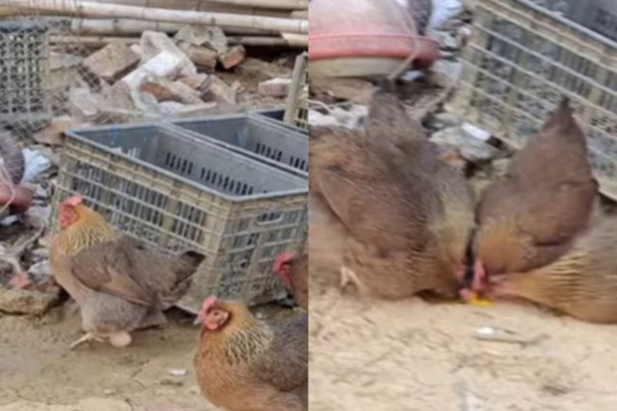 Hen Eats Her Own Egg Video