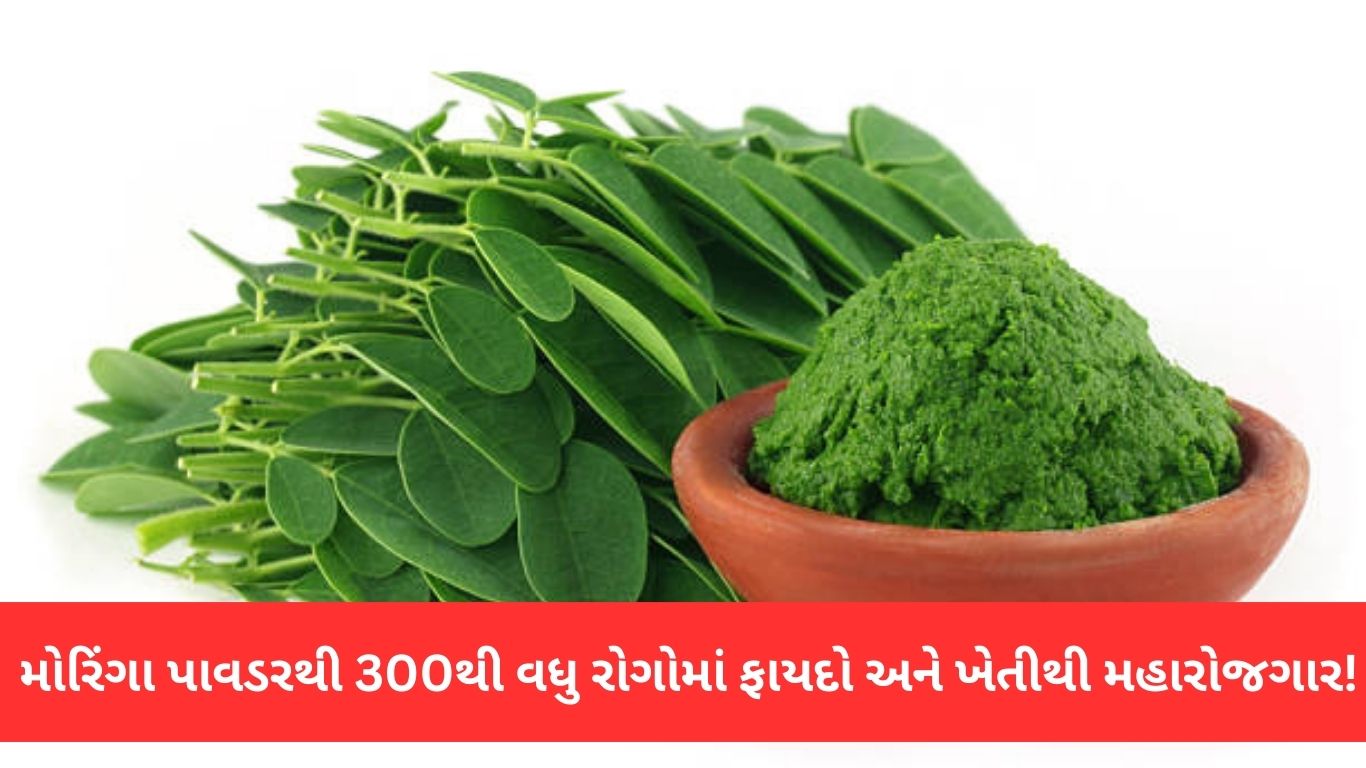 Moringa Farming