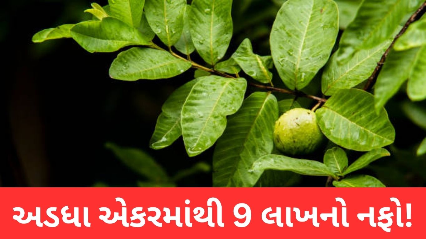 Guava Cultivation