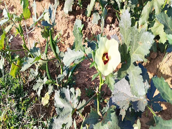 Okra farming tips