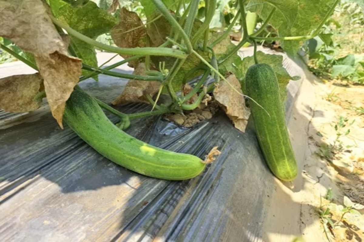 Cucumber Cultivation