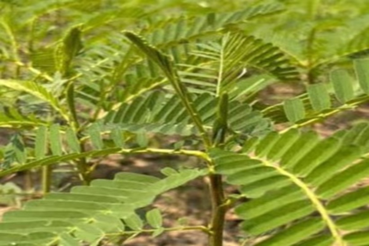 Dhaincha cultivation benefits