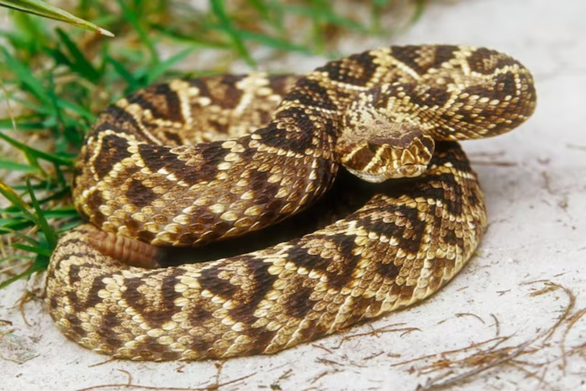 Rattlesnake Venom Variation