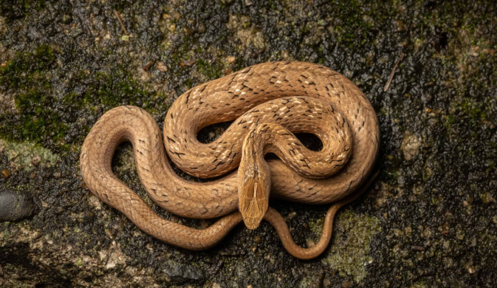 Bluff Master Snake