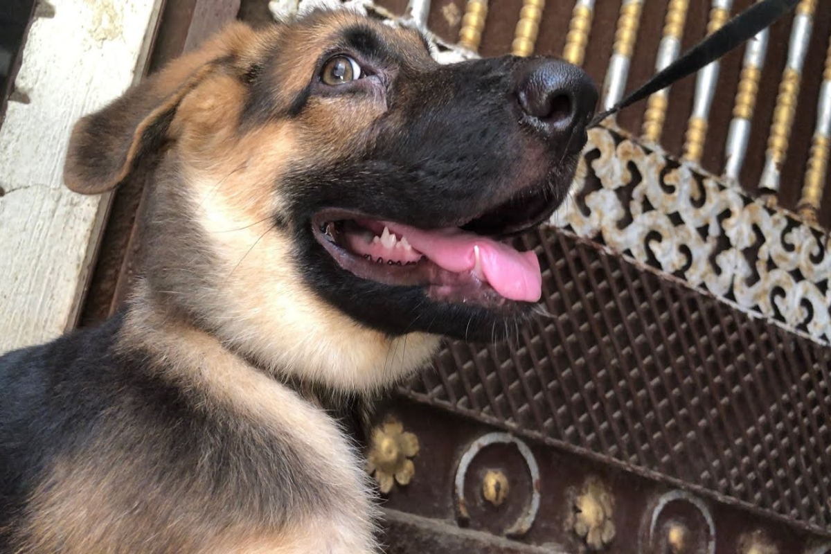 Loyal Dog Exposes Thief