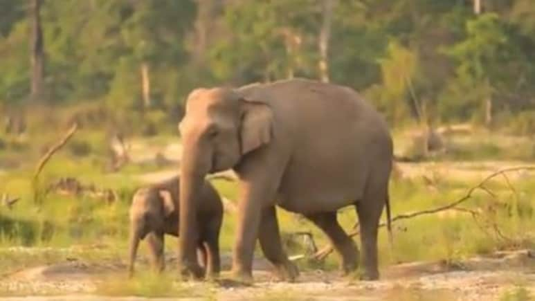 Baby Elephant Learns to Eat Grass from Mother