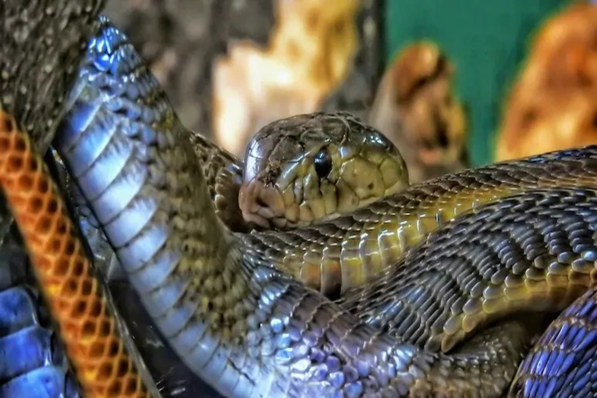 Worlds largest snake gathering place