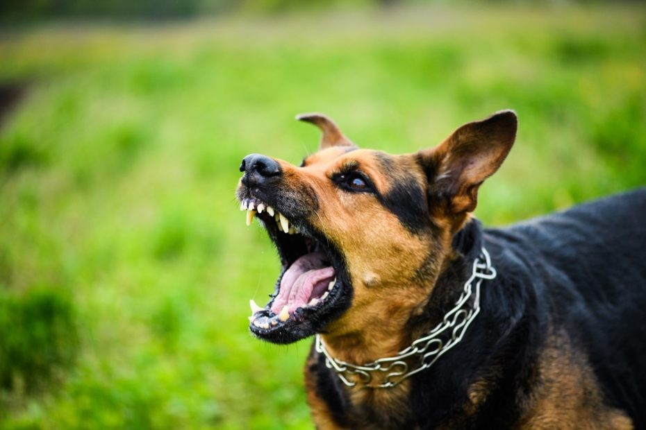 Why Dogs Bark