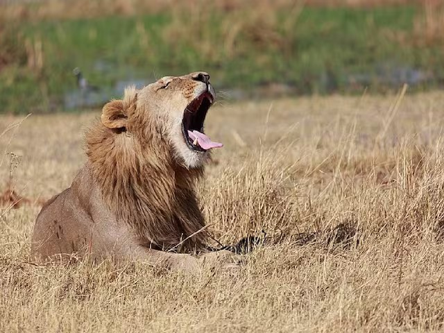 Lion Drags Girl from Farm