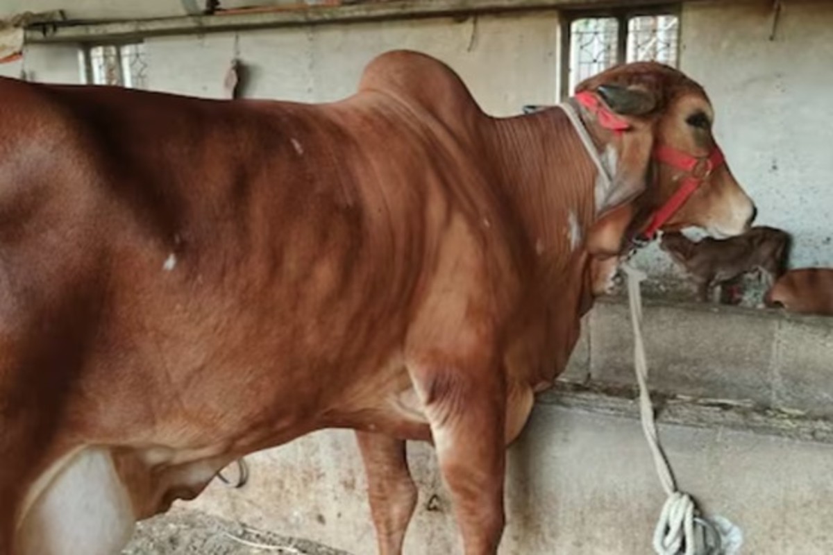 Dairy Farming Success Story