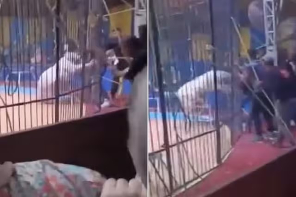 Tiger Attack During Circus Stunt