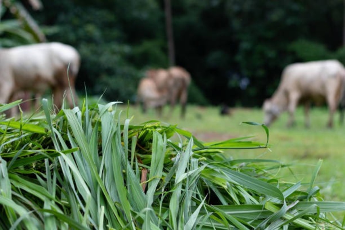 Agriculture News