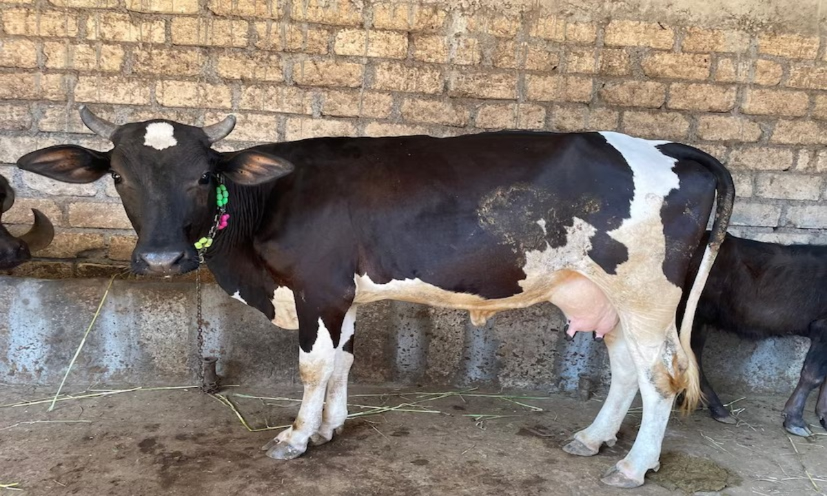 Animal Husbandry 1