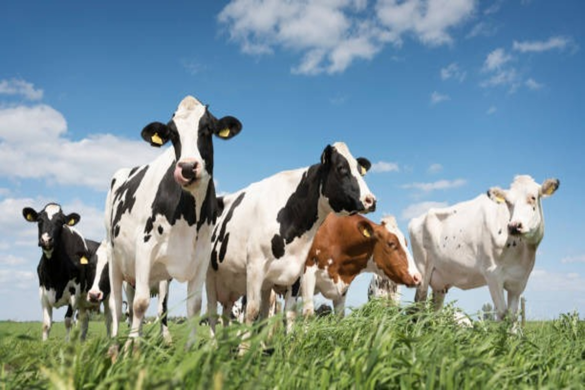 Animals Health Tips 1