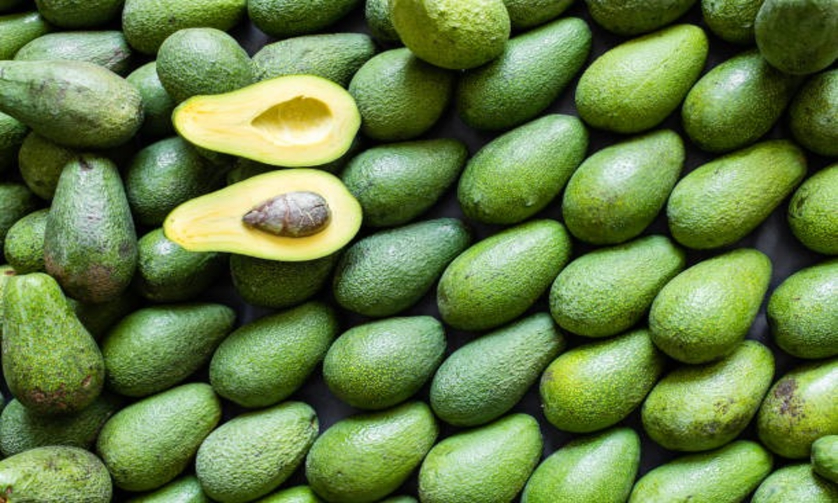 Avocado Farming