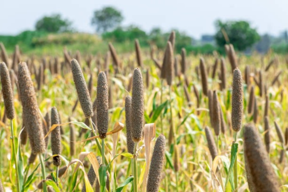 Bajra Farming Tips