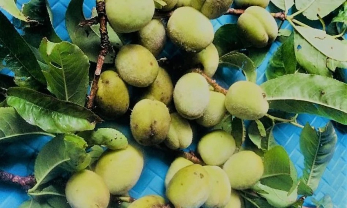 Behmi Cultivation Benefits 1 Satya Day