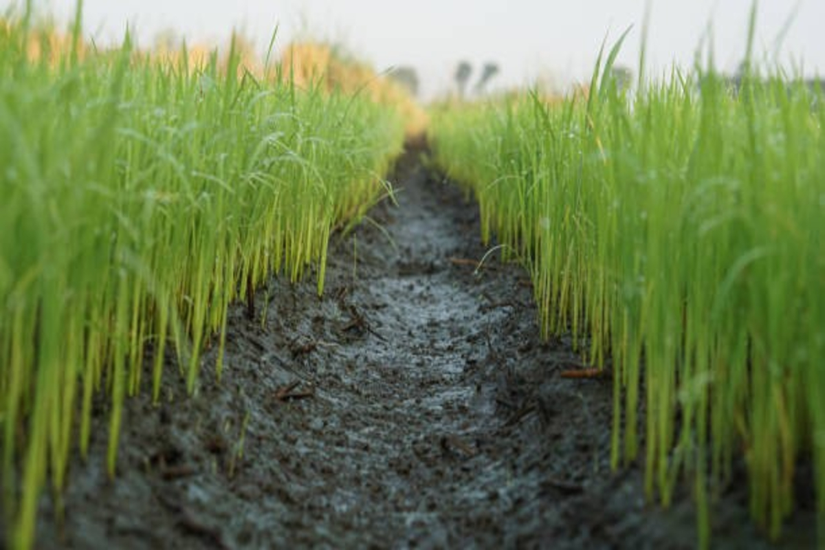 Best soil for basmati cultivation 1