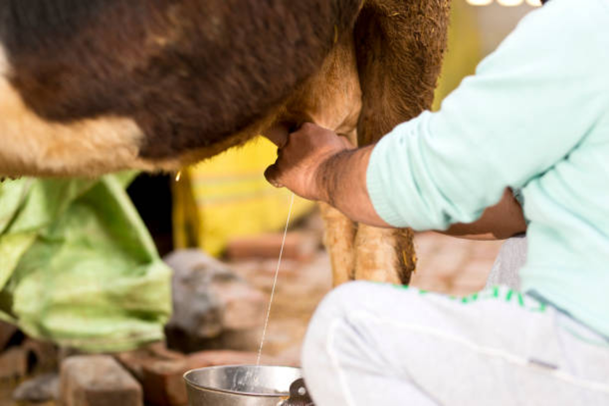 Boost Milk Production in Summer 2